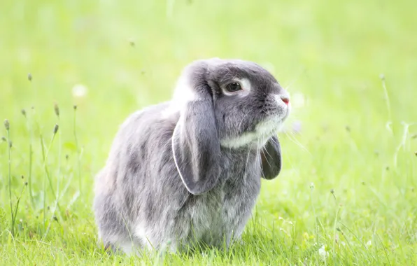 Grass, look, nature, grey, glade, hare, rabbit, fold