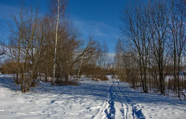 Winter, road, the bushes, Sunny day