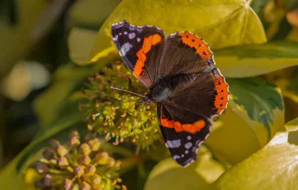 Summer, leaves, macro, butterfly, insect
