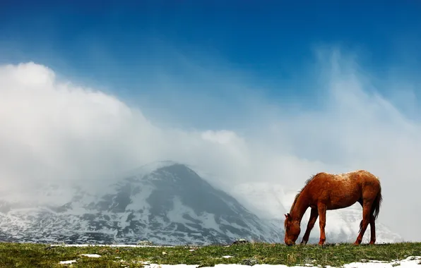 Mountains, nature, horse