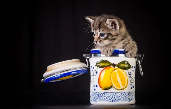 Cat, background, Bank