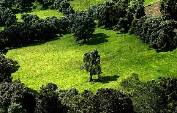 Green, forest, trees, landscape