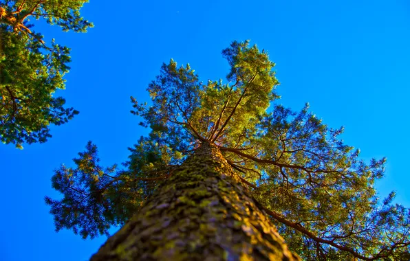 The sky, trees, trunk, crown