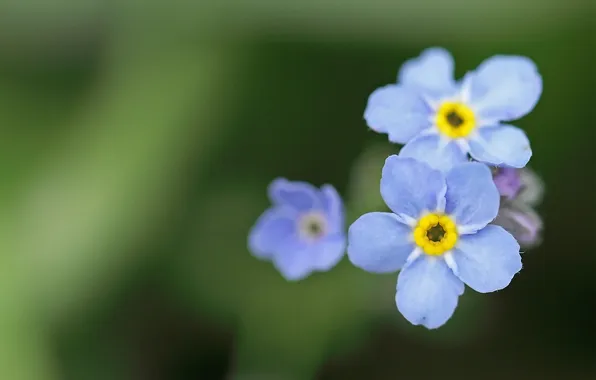 Greens, macro, flowers, nature, blue, plant, forget-me-nots