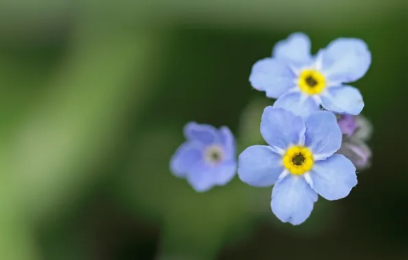 Picture greens, macro, flowers, nature, plants, blue, forget-me-nots