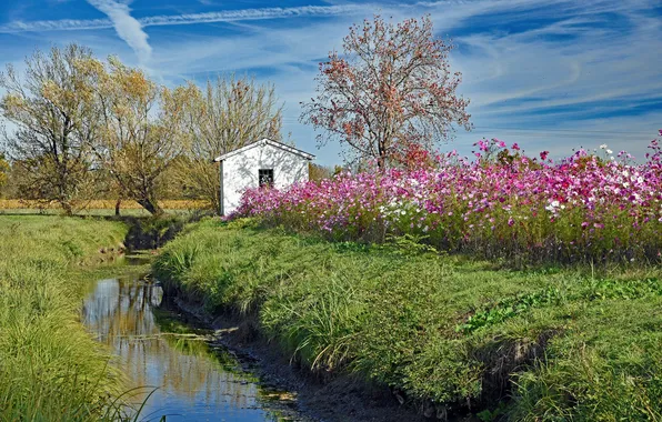 Picture the sky, clouds, trees, flowers, reflection, stream, mirror, vineyard