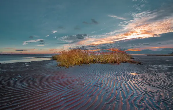 Picture night, river, reed