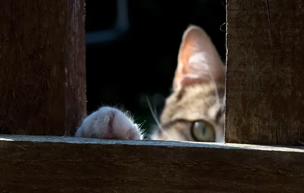 Face, Board, the fence, focus, paws, Peeps