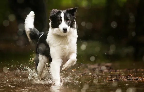 Water, dog, bordercollie