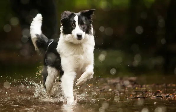Picture water, dog, bordercollie