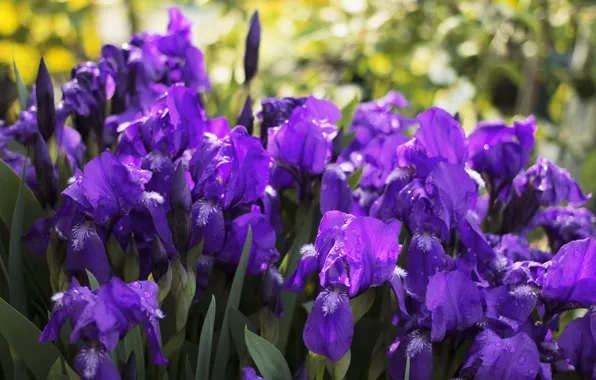 Summer, irises, flower, nature, summer flower, purple flowers, summer flowers, flora