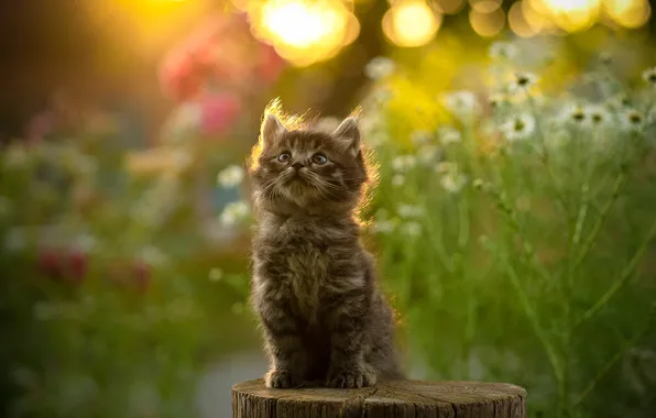 Picture fluffy, kitty, deck, Yuriy Korotun