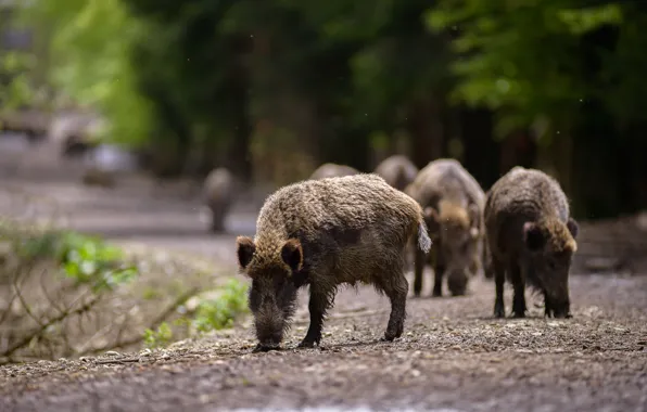 Road, forest, branches, pose, Park, background, pig, walk