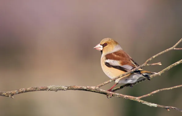 Picture branches, beak, Sparrow