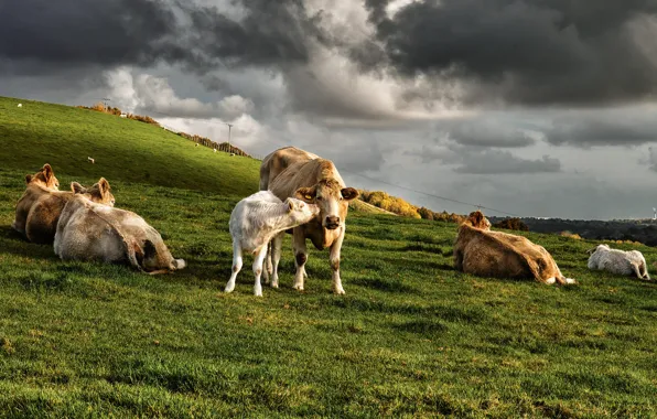 Field, autumn, the sky, grass, clouds, light, clouds, stay