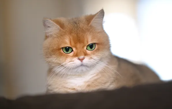 Cat, look, light, pose, kitty, portrait, red, face