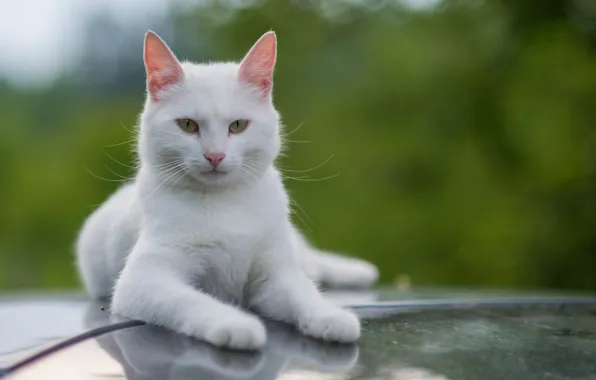 Wallpaper mustache, look, white, cat, Kote