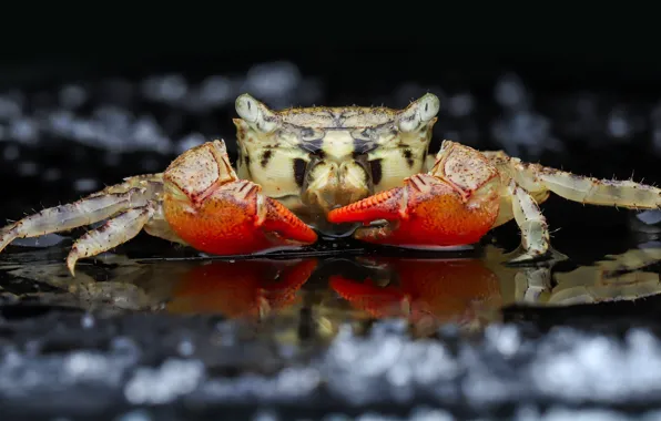 Picture look, macro, crab, portrait, black background, bokeh