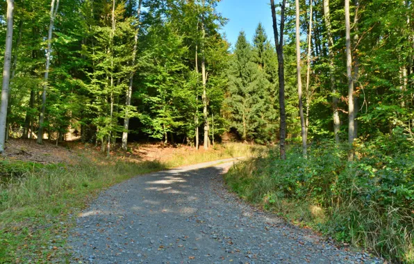 Picture road, forest, summer
