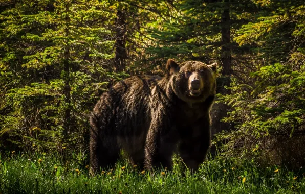 Picture forest, bear, grizzly