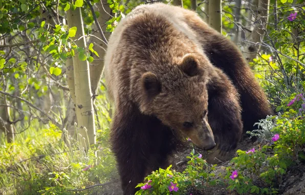 Nature, background, bear