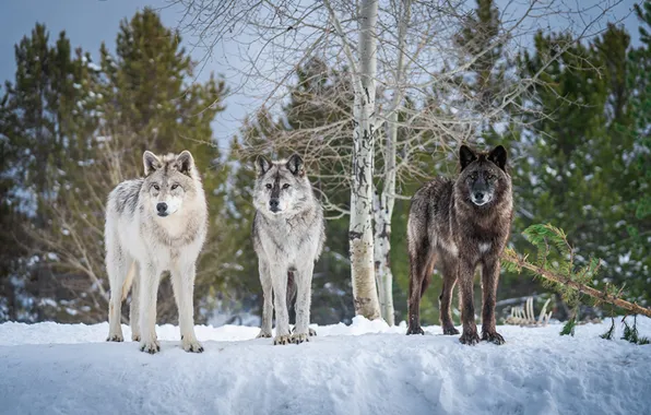 Nature, face, animal, wolf, wildlife, head, fur, mammal
