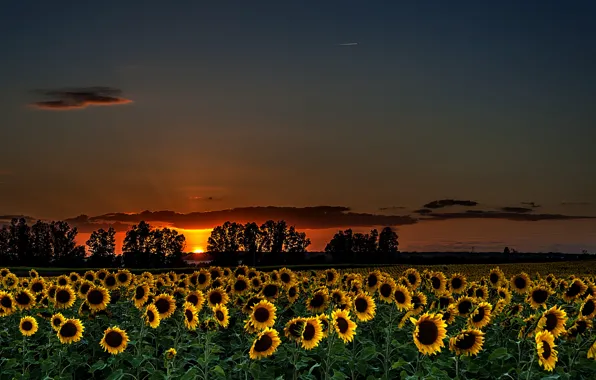 Picture summer, sunflowers, night, nature