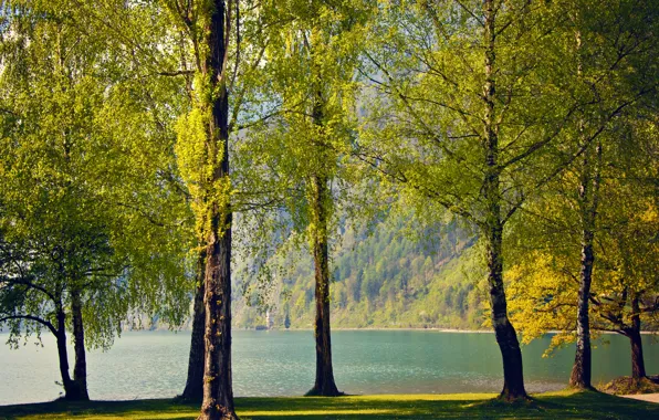 Picture trees, nature, lake, spring, Switzerland, birch, Switzerland