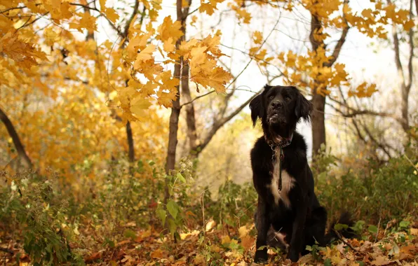 Autumn, each, dog