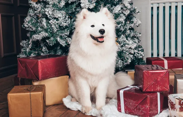 Language, white, look, pose, room, dog, Christmas, gifts