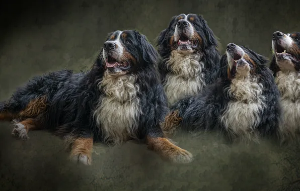 Dogs, portrait, dog, treatment, texture, lies, light background, peer