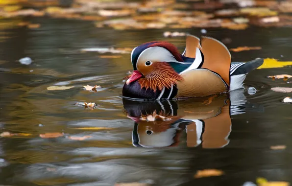 Autumn, leaves, water, pond, reflection, bird, duck, duck