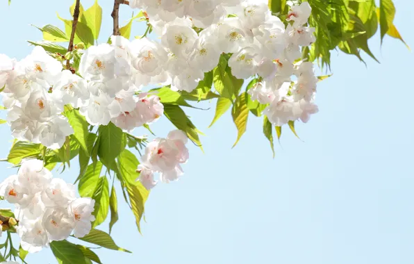 Picture the sky, flowers, branches, spring, petals, Sakura, flowering