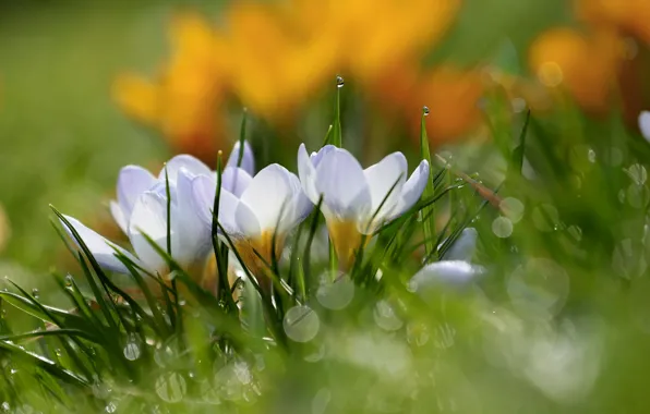 Picture drops, spring, crocuses