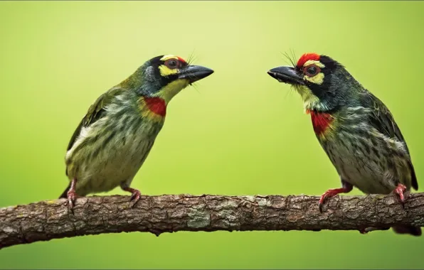 Wallpapers, two, birds, Animals
