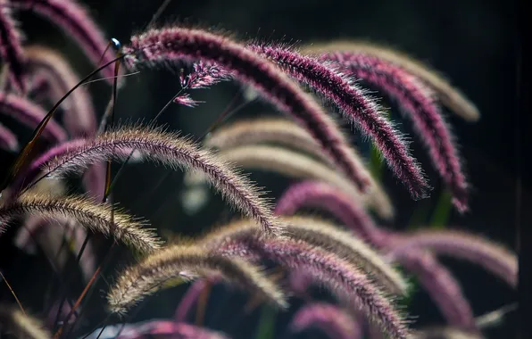 Grass, nature, plant, spikelets