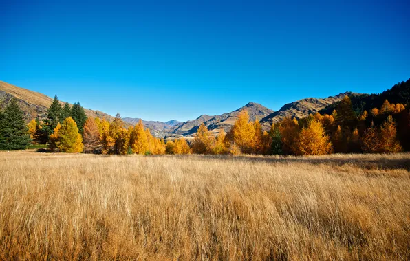 Field, autumn, forest, the sky, mountains, nature, silence, peace