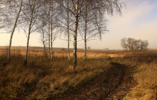 Road, autumn, birch