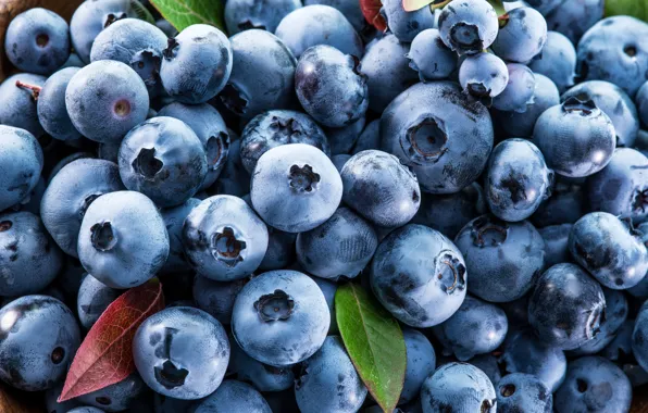 Berries, blueberries, fresh, blueberry, blueberries, berries