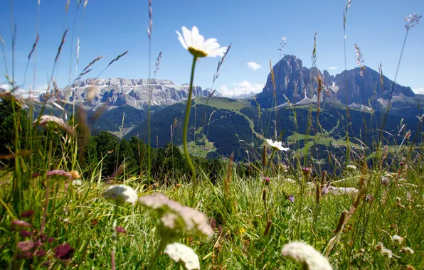 Picture forest, flowers, mountains, nature