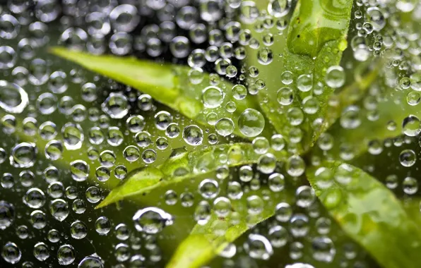 Picture leaves, drops, balls.background