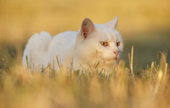 Cat, white, grass, cat, look, face, light, yellow