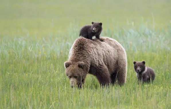 Picture bears, Alaska, meadow, Alaska, bears, bear, motherhood, Lake Clark National Park