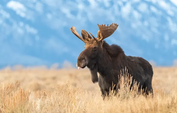 Field, language, grass, face, mountains, walk, moose