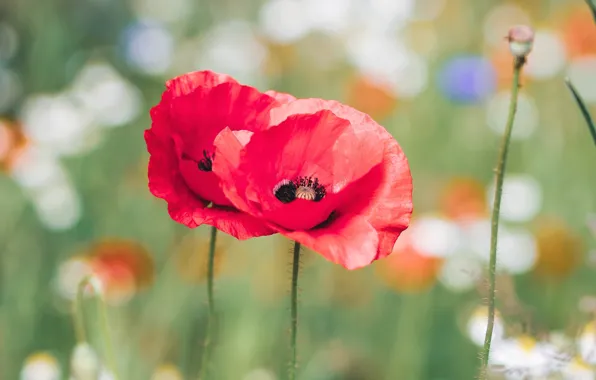 Flowers, Maki, red, Duo, bokeh