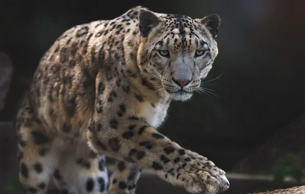 Picture nature, animal, predator, IRBIS, snow leopard, Oleg Bogdanov