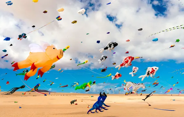 Beach, kite, Spain, The Canary Islands, Fuerteventura Island