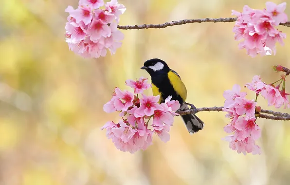 Flowers, branches, bird, spring, Sakura, pink, flowering, yellow background