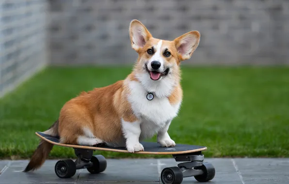Look, pose, dog, face