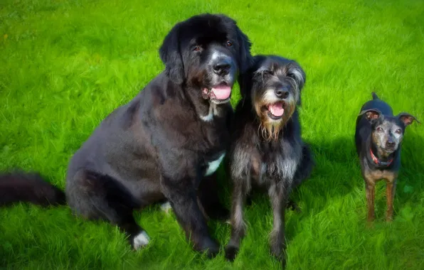 Language, dogs, grass, together, glade, a couple, trio, friends